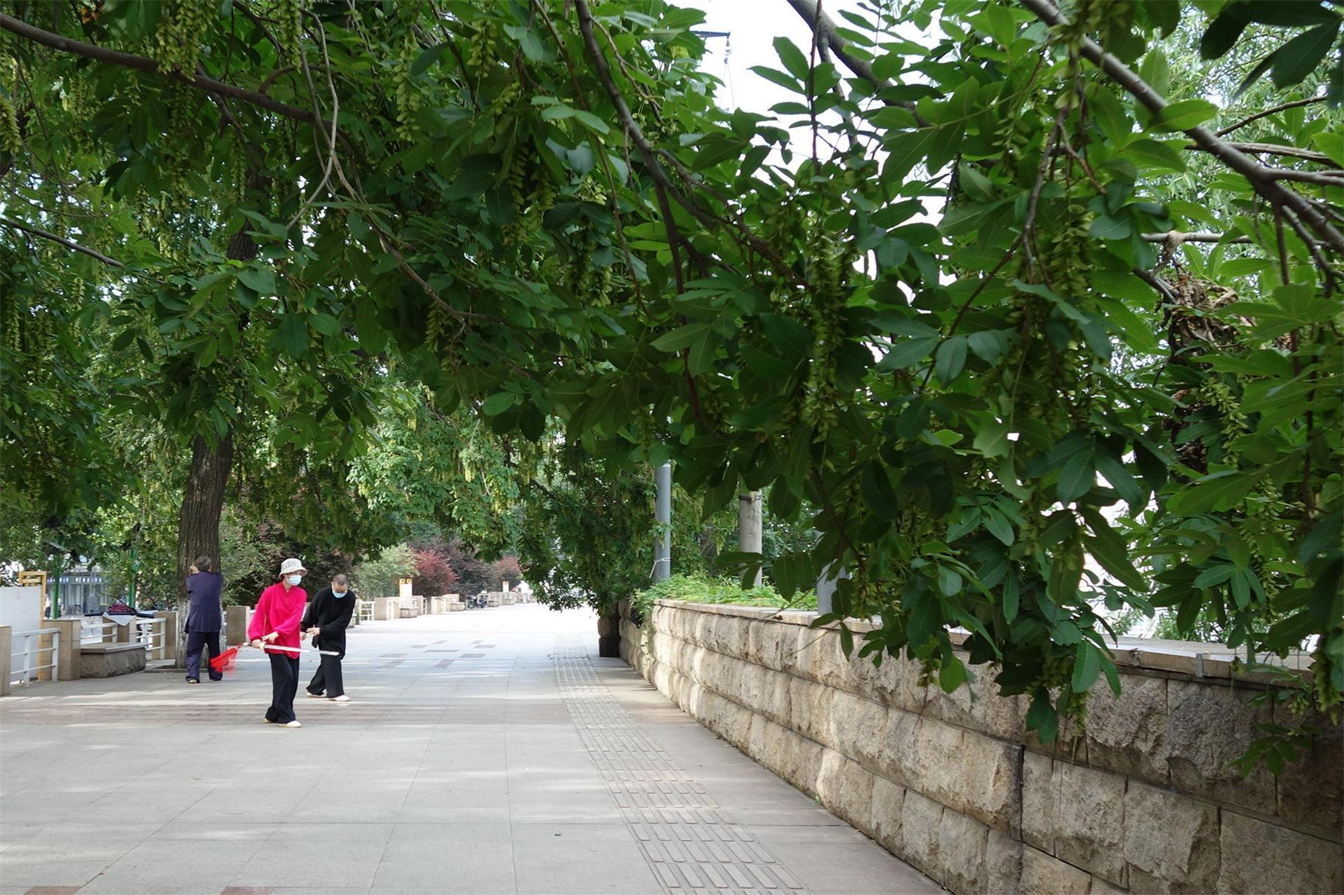 老刀:武汉解封后剪影之一:晨练