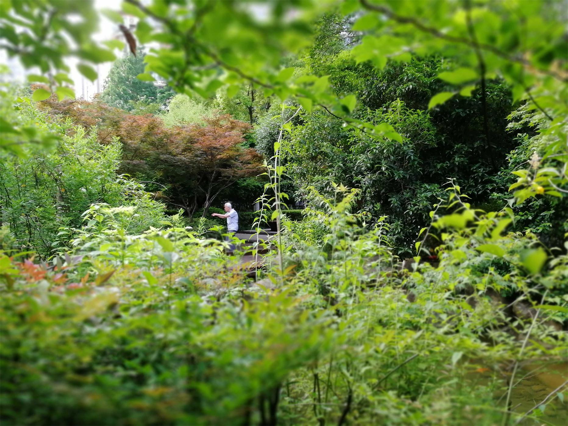 老刀:武汉解封后剪影之一:晨练