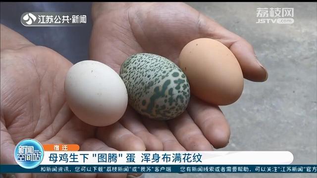 彩蛋：兽医专家：不建议食用 真·彩蛋！母鸡受刺激产下绿斑蛋