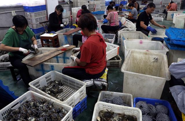 长三角农业加快"一体化"升级：沪苏浙皖联合电商平台力推源头好蟹