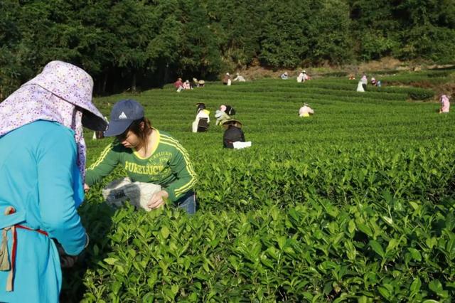 武夷山|14省（自治区）60名制茶高手齐聚武夷山“比武论剑”