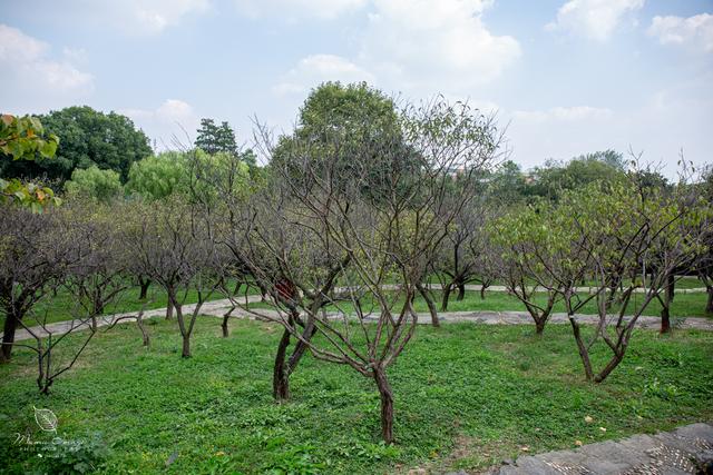 【无锡】百年梅园，无锡人对其有着深厚的情感，万株百合花丛中笑