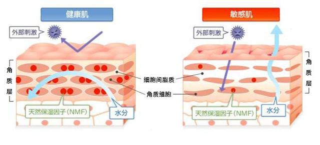 北京协和八韵草：燕窝套盒，高端选择，拯救敏感肌肤的不二之选(图3)