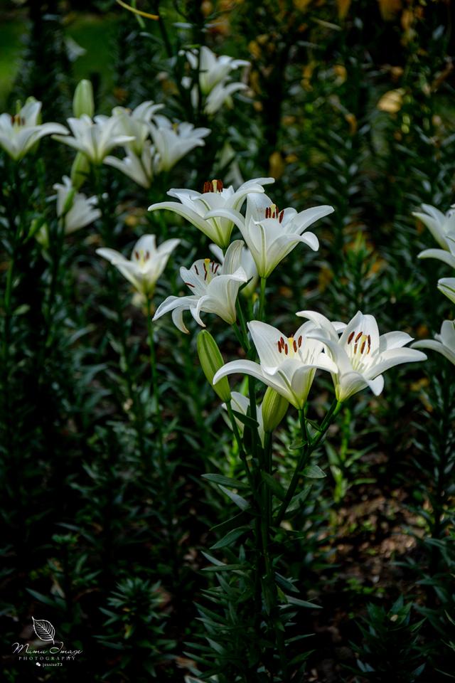 【无锡】百年梅园，无锡人对其有着深厚的情感，万株百合花丛中笑