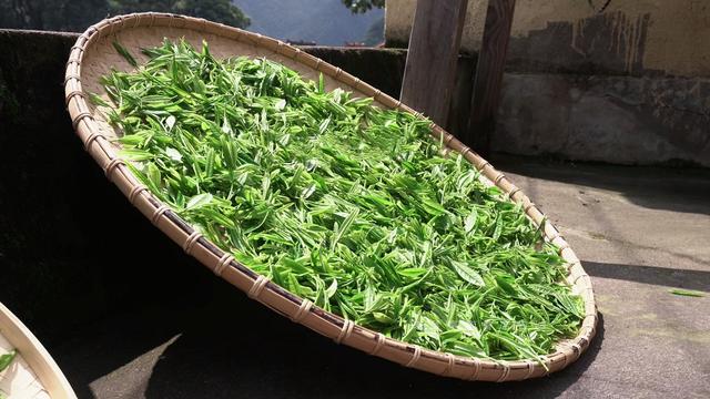 浙江深山藏500多株野茶最老茶龄300年，一斤仅千元，茶客：便宜