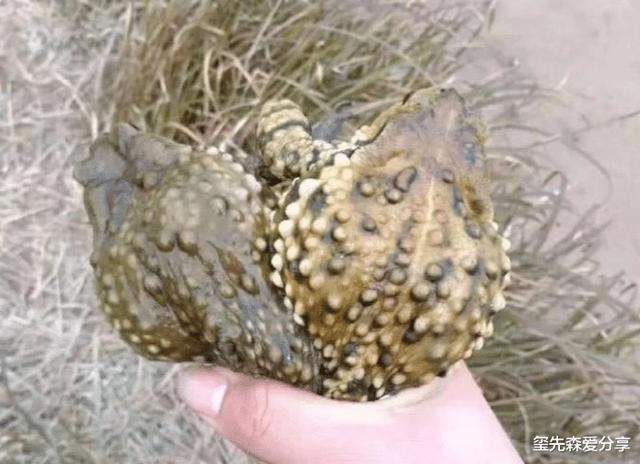 �u�E�|������A�A���@�@�e���@�өf�l�^�a�H�v�������ڲβΰe