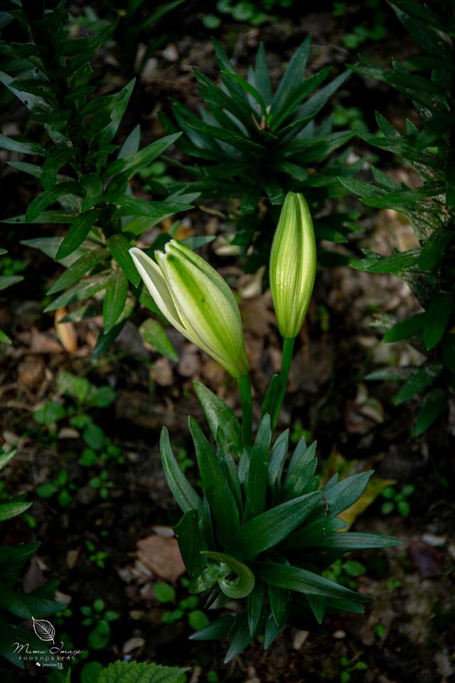 【无锡】百年梅园，无锡人对其有着深厚的情感，万株百合花丛中笑