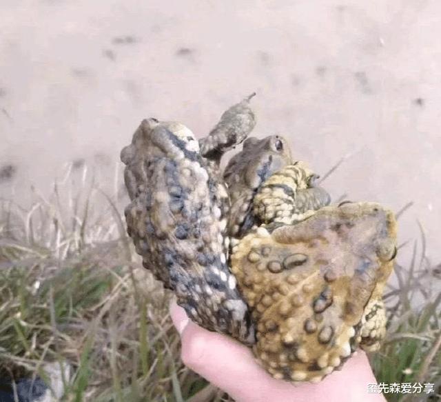 �u�E�|������A�A���@�@�e���@�өf�l�^�a�H�v�������ڲβΰe