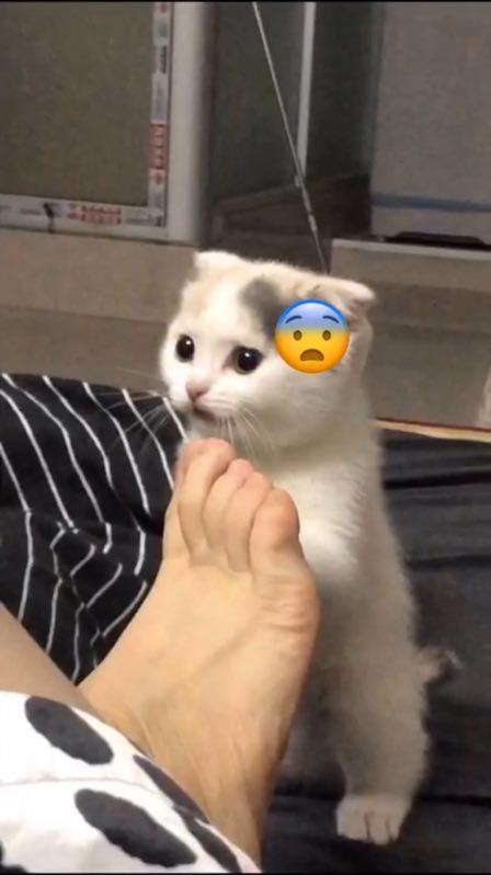 �u�E�|������A�A���@�@�e���@�өf�l�^�a�H�v�������ڲβΰe