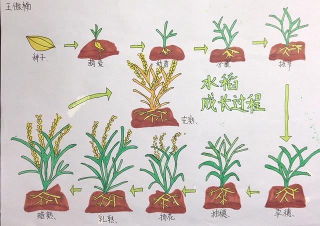 青岛市实验小学|青岛市实验小学开展居家种植水稻教育实践活动