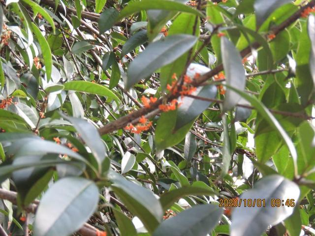 自是花中第一流 金秋咸宁满城桂花香