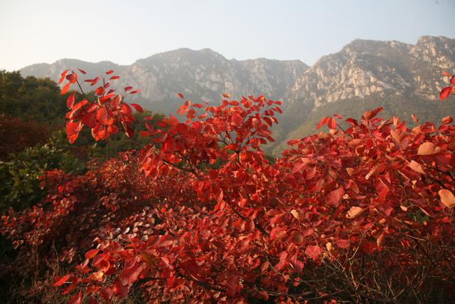 中华圣山：卢崖风光甲太室