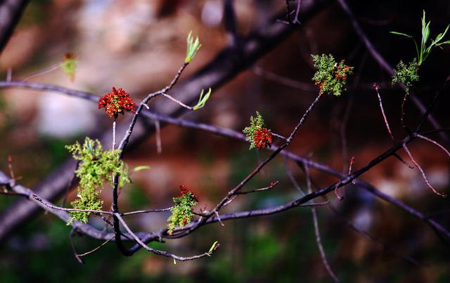 花语|黄鹂芽的花语是什么？黄鹂芽的花长什么样？