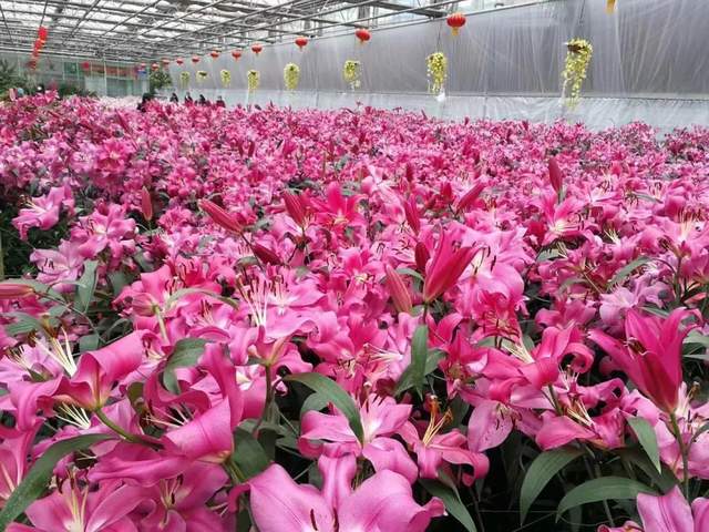 长春农博园新春游园会延期开放至正月十五 热点新闻 吉和网