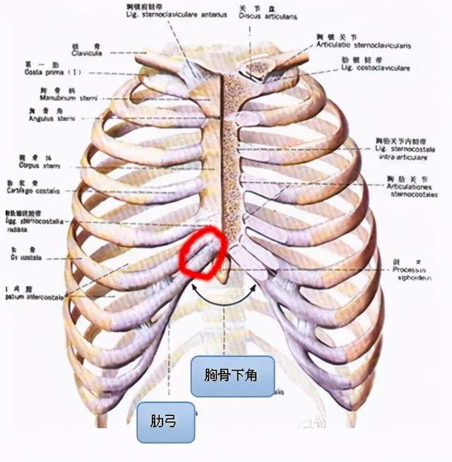儿童胸骨解剖图图片