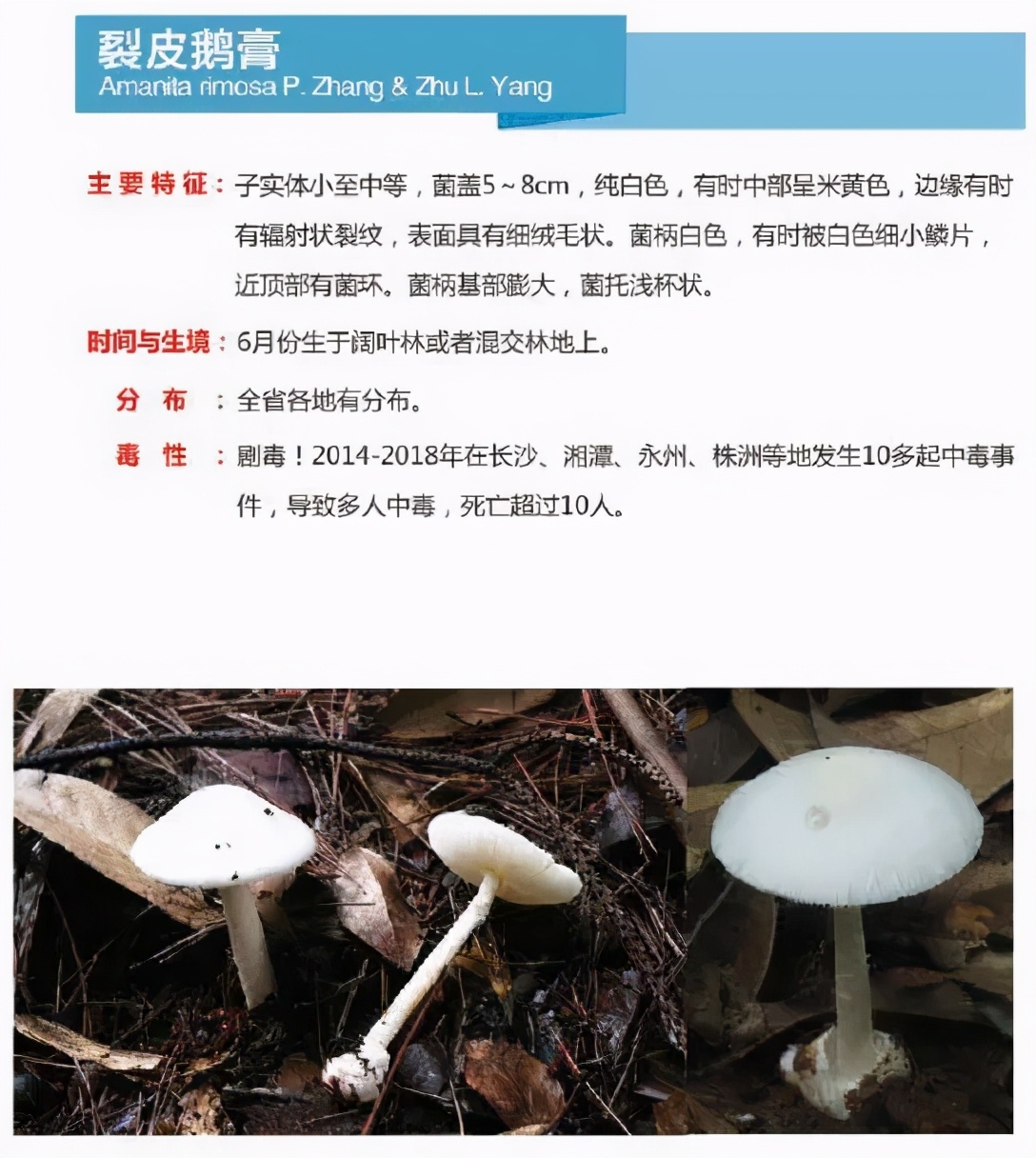 又到暴发季！湘潭人警惕，这东西碰不得（附有奖答题）