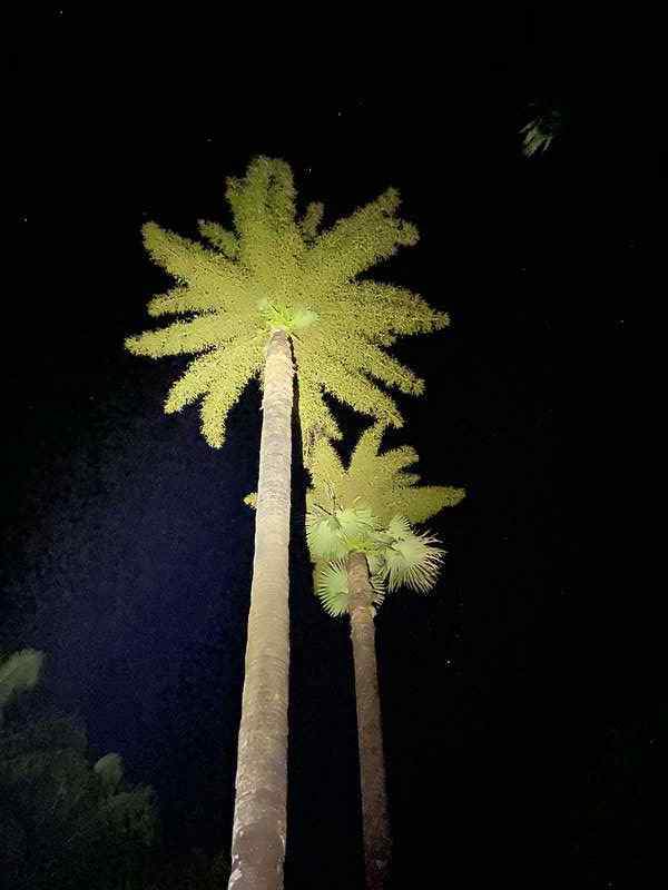 今年4月以来,中国科学院西双版纳热带植物园内的7株贝叶棕纷纷开花.