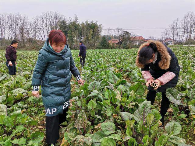 能人回乡种菜苔，点亮脱贫小康路(图2)