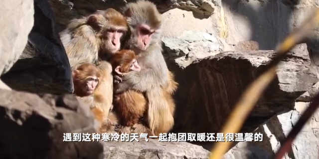 北京气温刷新21世纪以来最低记录，动物园猴子抱团取暖(图3)