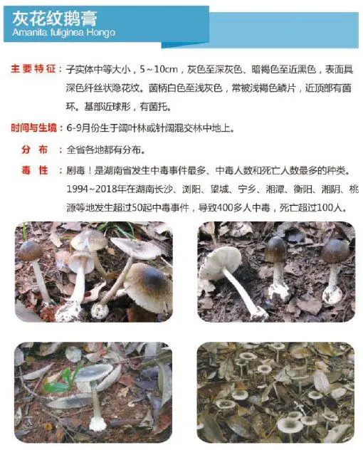 又到暴发季！湘潭人警惕，这东西碰不得（附有奖答题）
