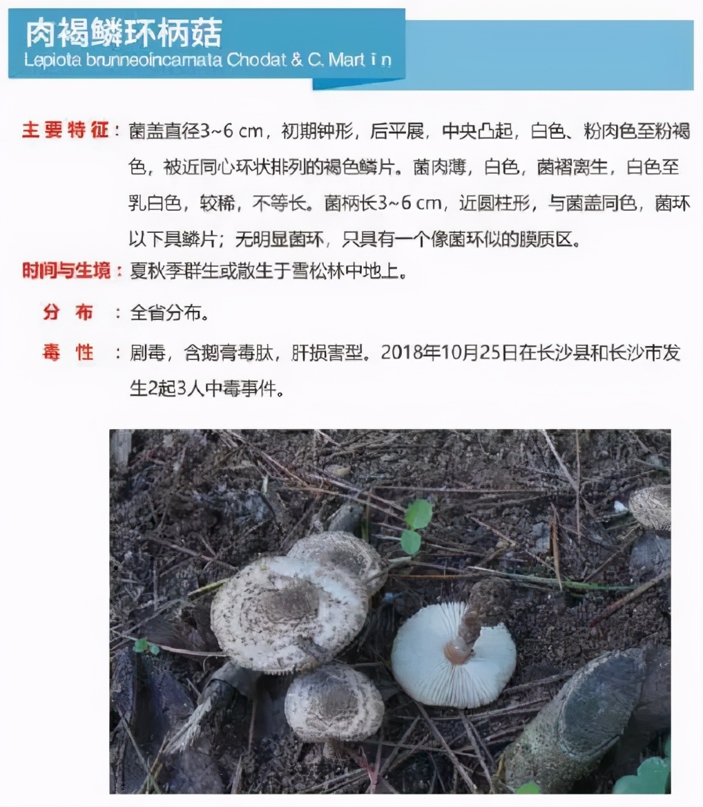 又到暴发季！湘潭人警惕，这东西碰不得（附有奖答题）