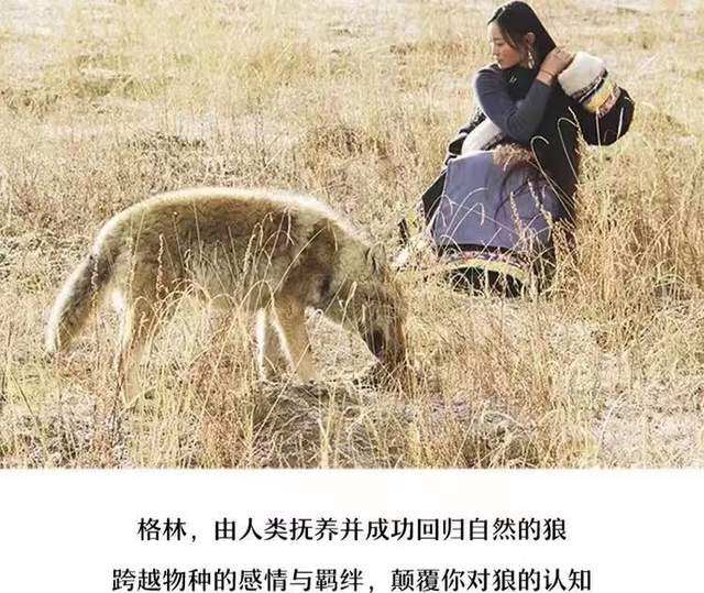 重返狼群2再见格林豆瓣90分感动上百万读者的纪实小说重返狼群大结局