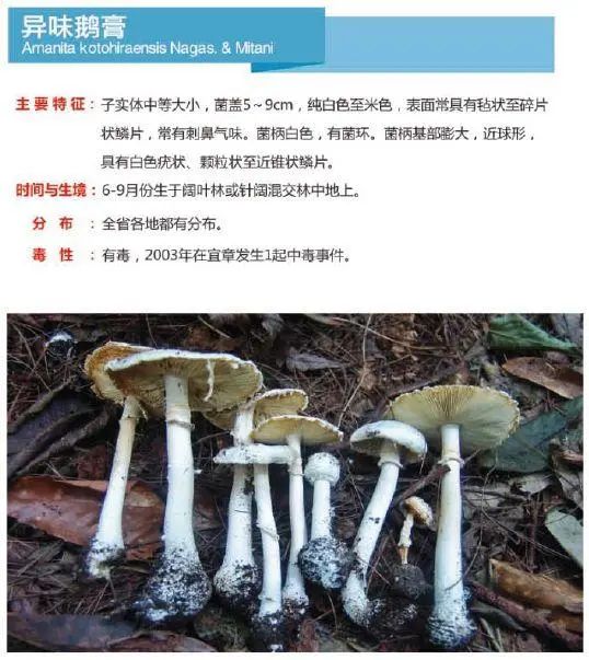 又到暴发季！湘潭人警惕，这东西碰不得（附有奖答题）
