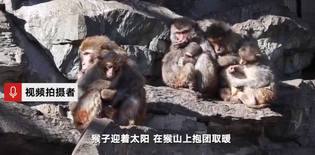 北京气温刷新21世纪以来最低记录，动物园猴子抱团取暖(图2)