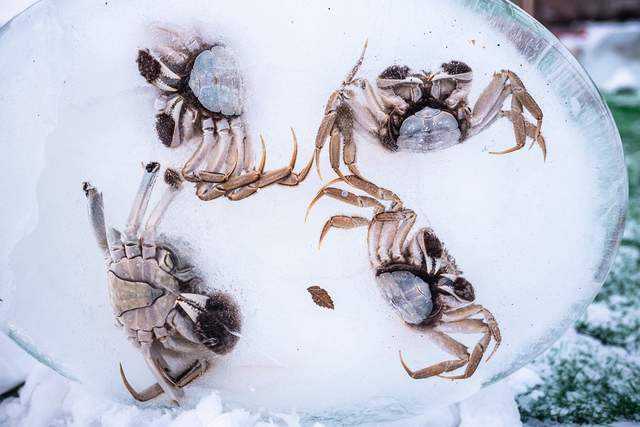 冬游杜尔伯特，一场冰火两重天的狂欢