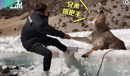 青海6只白唇鹿陷入冰窟被成功营救