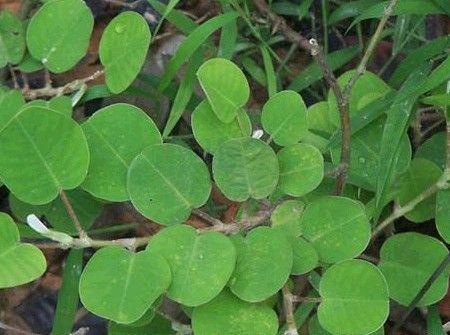 金钱草:胆汁反流性胃炎之克星_健康症状网