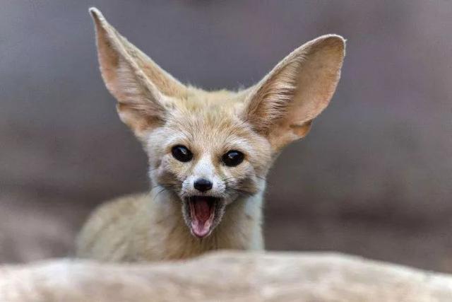 耳廓狐:虽然我耳朵很大,但我不叫大耳狐