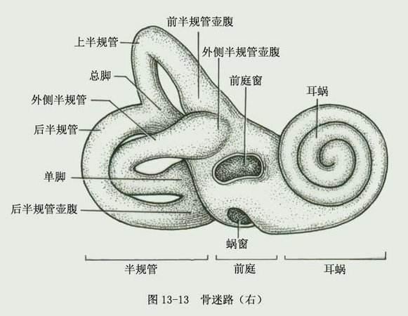 内耳骨迷路的机构组成