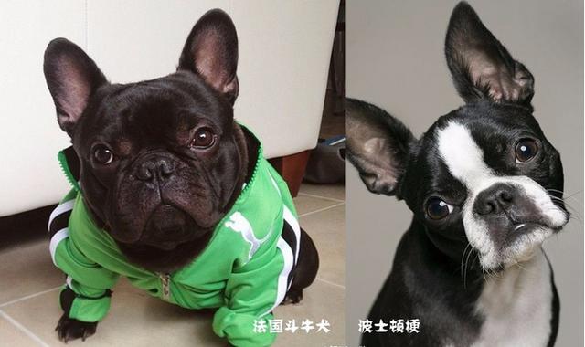 波士顿梗和法斗傻傻分不清楚要犯起二来连哈士奇都要退让三分