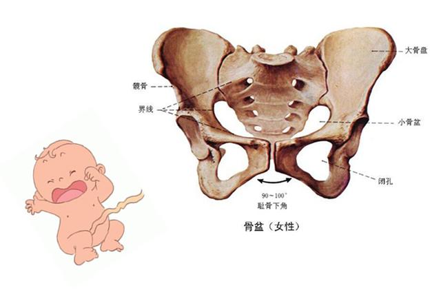 女性骨盆分为4种类型图片