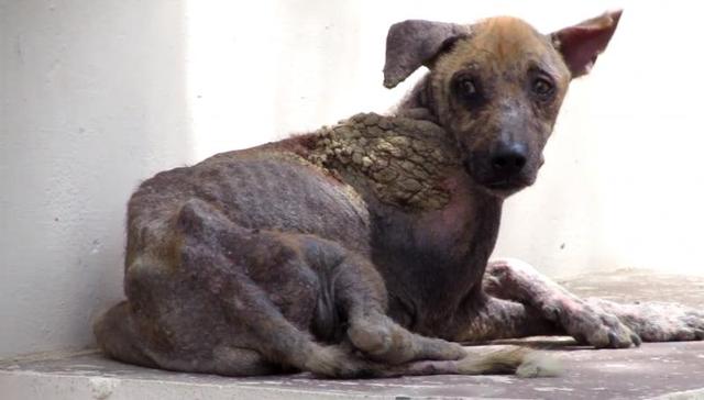 狗的肘部皮肤癣的症状及缓减治疗方法_健康症状网