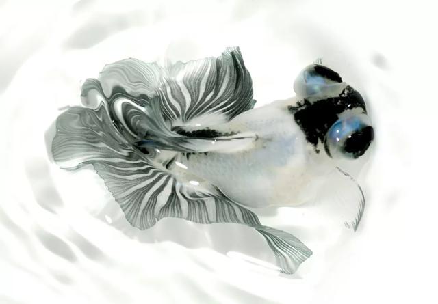 国粹金鱼六款欣赏灵动飘逸宛若仙子的金鱼