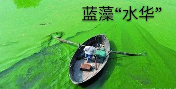 较低,这时由于多数丝状蓝藻具有固氮能力,因此容易形成丝状蓝藻水华