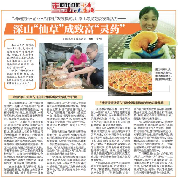 泰安日报专题报道:芝人堂“科研院所+企业+合作社”新模式