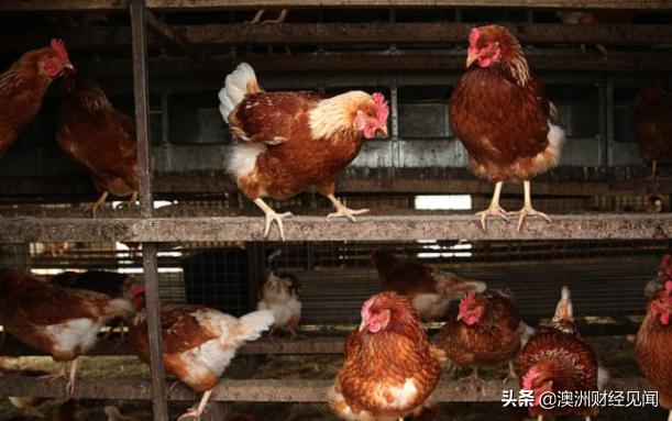 禽流感扩散墨尔本四家农场 周末前完成扑杀45万只鸡！