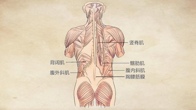 腰部的位置示意图图片