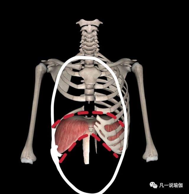 练瑜伽练习腹式呼吸时如何正确感觉横膈膜的上下移动