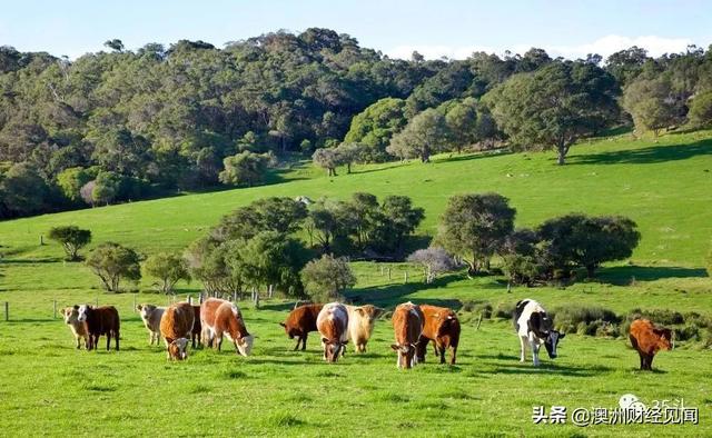 创新领先，澳大利亚农业4.0开启农场管理新时代