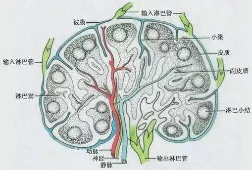 淋巴结副皮质区图片