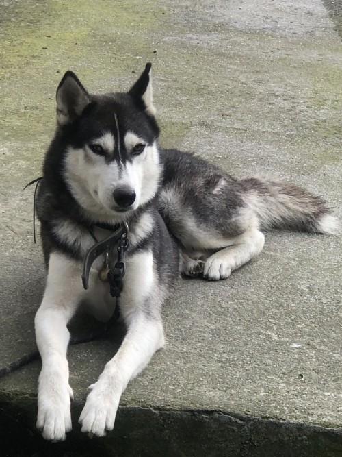 广告|狗狗感染蜱虫不要怕，试试福来恩