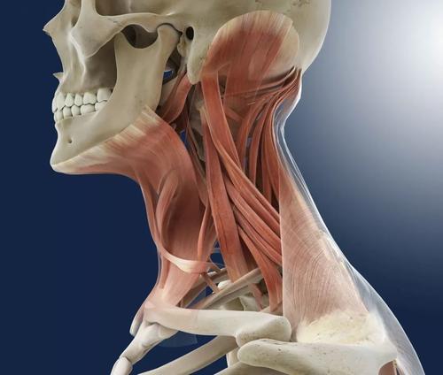 脖子酸痛不一定就是颈椎病,可能是颈肌劳损