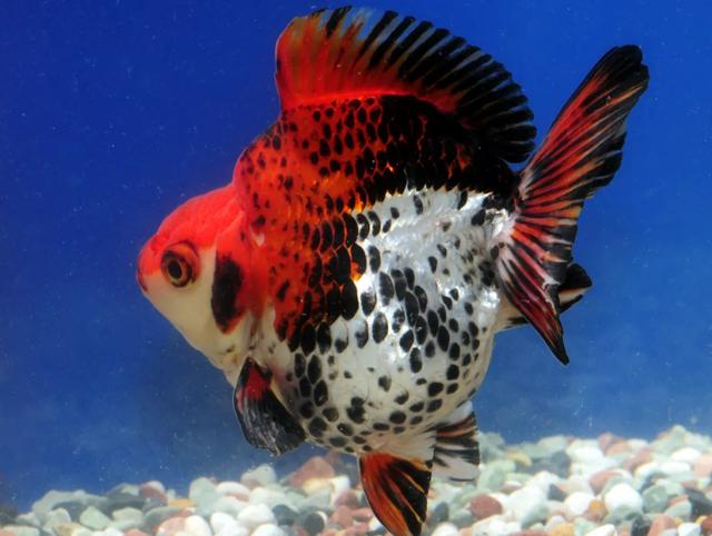 三色短尾鎏金龙晴蝶尾龙睛蝶尾俗称蝶尾,是中国金鱼代表品种之一.