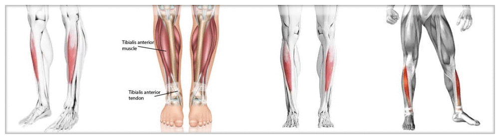 减少小腿疼痛,胫前肌的锻炼尤为重要