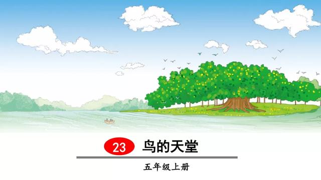 《鸟的天堂》教学内容ppt课件图片预习-跟我学语文