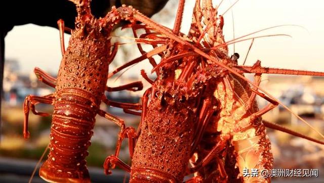 中国下一个制裁澳洲龙虾？！数吨活虾惨遭中国海关卡关坐等报废！